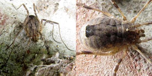 Odiellus spinosus